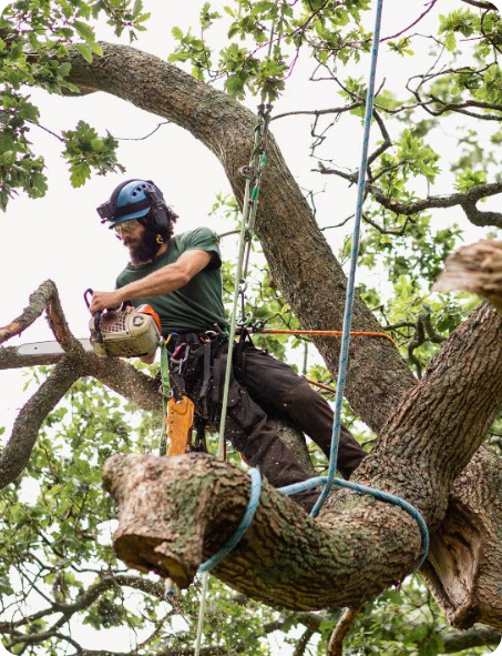 Tree-Surgeon-Or-Arborist-Whats-The-Difference